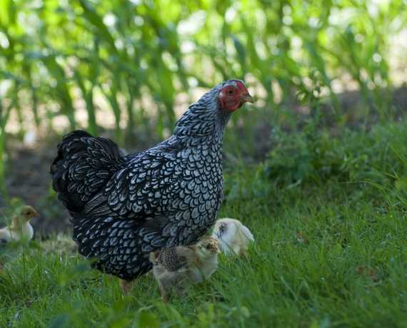 Huhn mit Küken Deggenhausertal - Untersiggingen