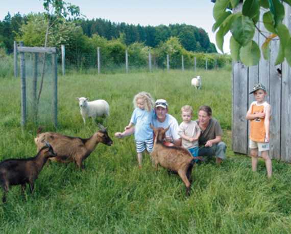Ziegen und Schafe zum Streicheln Deggenhausertal - Unterhomberg