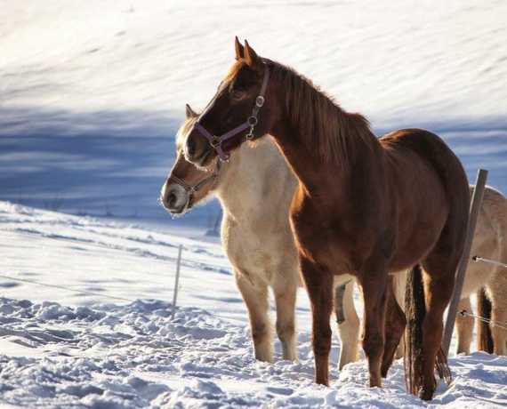 Pferde im Schnee St. Georgen-Oberkirnach