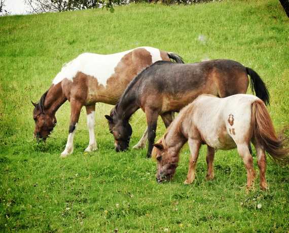 Unsere Ponys auf der Weide Seebach