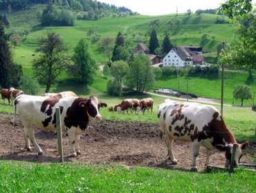 Milchkühe Dora und Diggi Grub-Daniel-Hof Freiamt