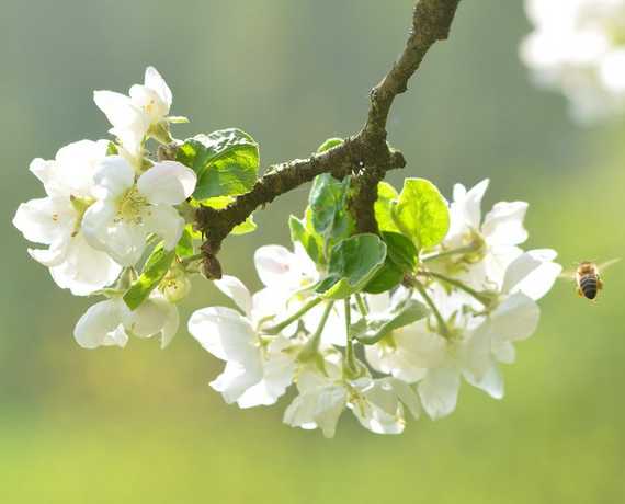 Apfelblüte Lahr-Reichenbach