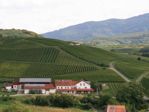 Weingut Berner Schliengen-Mauchen