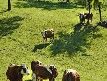 Kühe auf der Weide Haagseppenhof Seelbach - Schönberg