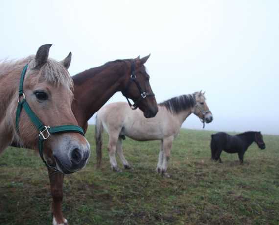 Pferde im Nebel St. Georgen-Oberkirnach