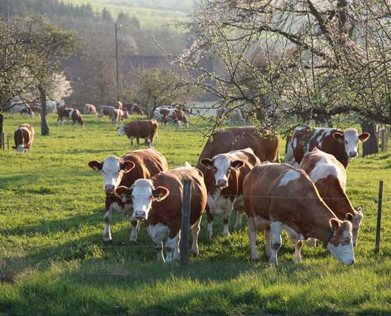 Die Kühe des Nachbarn Hardheim - Vollmersdorf