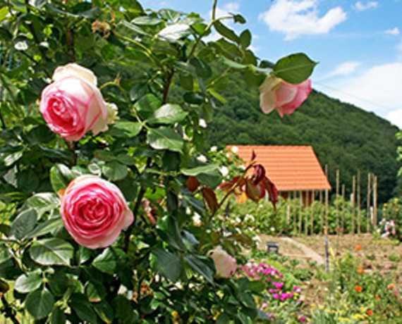 Garten Elzach - Yach