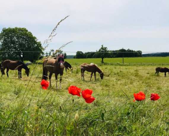 Ferienhof Ponys auf der Weide Buchen - Bödigheim