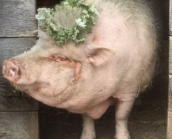 Schwein Blumenkranz Schuttertal