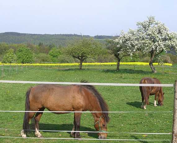Ponys auf der Weide Preunschen - Kirchzell