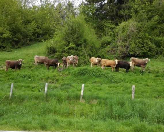 Unsere Rinder auf der Weide Isny