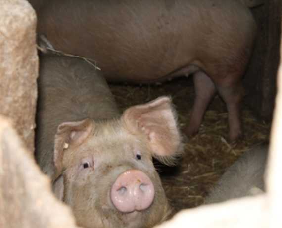 Schwein gehabt Zell am Harmersbach - Unterharmersbach