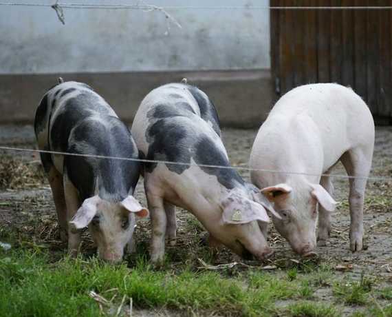 Schweine abends beim Ausgang Mühlenbach