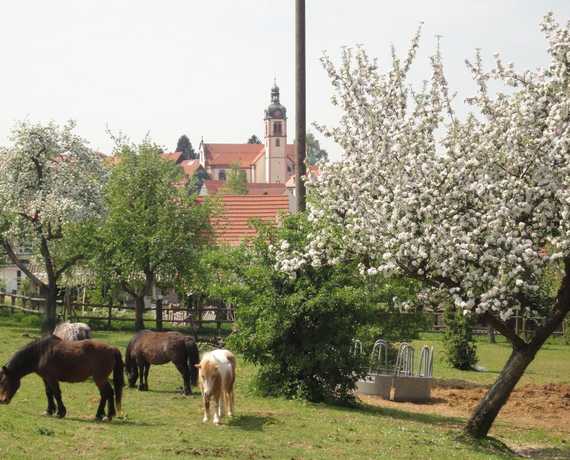 Ponies auf der Weide Waldbrunn - Strümpfelbrunn
