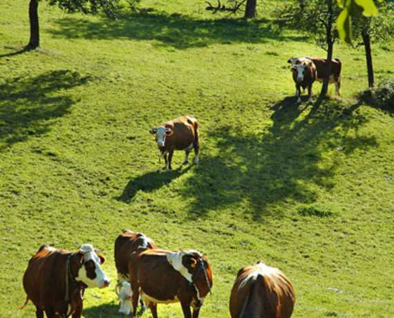 Kühe auf der Weide Seelbach - Schönberg