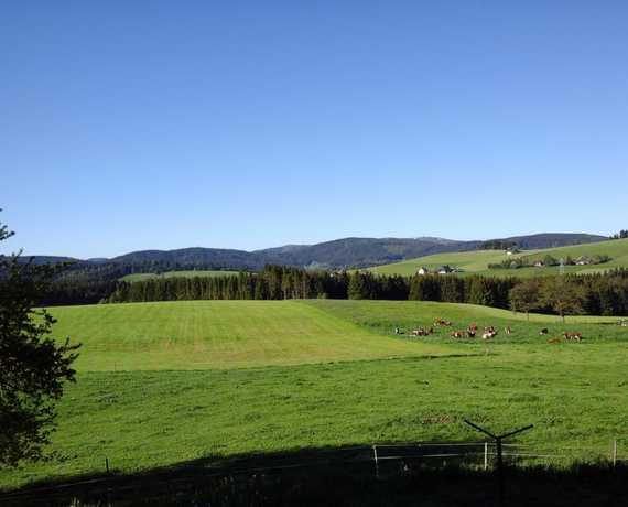 Blick zum Feldberg Breitnau - Hinterdorf