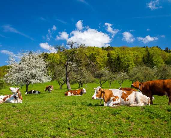 Kühe auf der Frühlingsweide Gengenbach